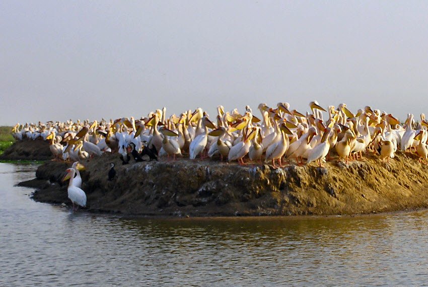 Djoudj National Bird Sanctuary, Saint-Louis Region, Senegal